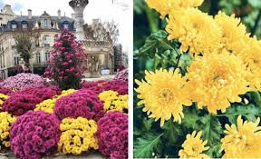 Lunar new year flowers yellow. 12 Lucky Plants Flowers To Buy For Chinese New Year Article On Thursd