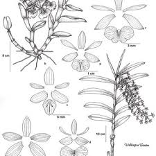 Image result for Platycoryne crocea