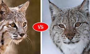 Eurasian and iberian (found in europe and asia), and the canada lynx and bobcat, both found in north america. Bobcat Vs Lynx Fight Comparison Who Will Win