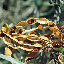 Image result for Aptosimum junceum