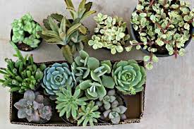 Comment les associer et les entretenir facilement dans la maison ou au. Plantes Succulentes Les Cinq Regles D Or Pour Avoir Des Beaux Amis Verts Heureux