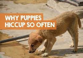 Unless your dog is displaying other symptoms, you are most probably dealing with a normal bout of hiccups that will disappear as fast as it started. Why Does My Puppy Get Hiccups So Much Sleep Eat Repeat