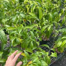 Image result for Tabernanthe elliptica