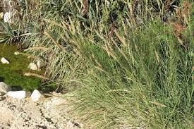 Image result for Cenchrus caudatus