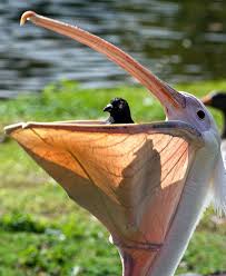 Sea Bird With Big Mouth An Unlucky Pigeon Takes Its Final Look At The World Peeking Out From A Pelican S Beak The Little Bird Had Been Eating Near A Pond In St Birds Birds