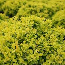 A vigorous shrub with outstanding lacy golden foliage. Morden Golden Glow Elderberry From Garden Debut