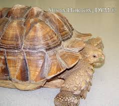 Diet For Sulcata Tortoises Chicago Exotics Animal Hospital