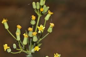 Image result for Emilia abyssinica