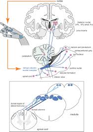 Be the first to ask a question about stereotaxic atlas of the human brainstem and. Frontiers Restoring Somatosensation Advantages And Current Limitations Of Targeting The Brainstem Dorsal Column Nuclei Complex Neuroscience
