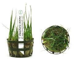 Image result for Eleocharis minima