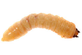 Oft bleiben die geflügelten insekten lange unentdeckt, viel eher. Anleitungen Im Bereich Haushalt Zum Thema Maden