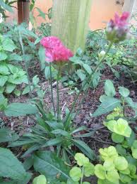 Image result for Plumbaginaceae