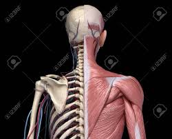 We did not find results for: Human Anatomy Torso Skeleton With Muscles Veins And Arteries Back View On Black Background 3d Anatomy Illustration Stock Photo Picture And Royalty Free Image Image 130593555