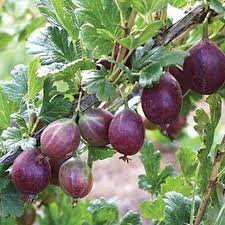 Thousands of wildflowers grow on our national forests and grasslands, in. How To Grow Gooseberries