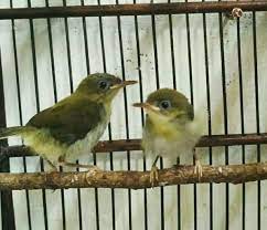 Burung cucak jenggot jantan lebih mudah jinak. Mengenal Ciri Dan Perawatan Burung Prenjak Lumut Gacor Dor