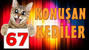 konusan kediler 67 en komik kedi videolari kedi komik kediler komik