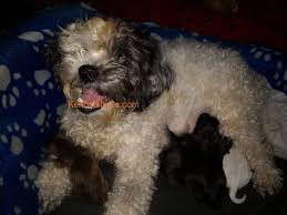 We understand that adopting a puppy is a huge responsibility, so. Shih Tzu Puppies For Sale In Chennai Tamilnadu