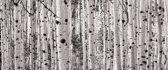 Black And White Birch Tree Wall Art Aspen Tree Trunks Wall Mural By Stephen Matera Murals Your Way Tree Wall Murals Birch Tree Mural Aspen Trees