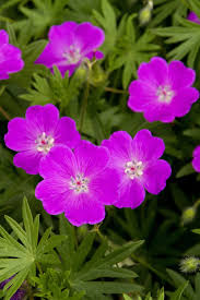 Image result for Geranium sanguineum Max Frei