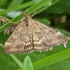 Image result for Pyrausta despicata