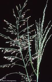 Image result for Panicum gilvum