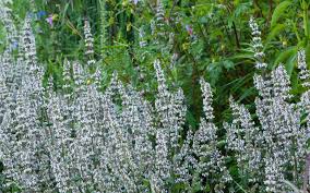 Image result for Duosperma nudantherum