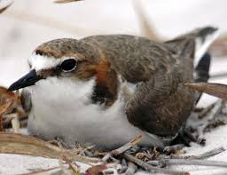 How to attract fairy wrens to your garden. Gimme Shelter Birdscaping Renew