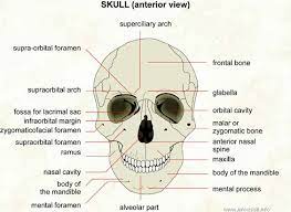 skeletal system diagrams anatomy bones human and physiology coloriage enfants ours polaire