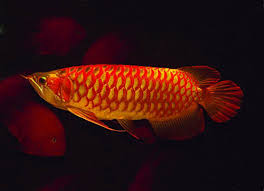 Ikan koi merupakan salah satu ikan hias yang harganya sangat tinggi. Pembekal Ikan Hiasan Malaysia