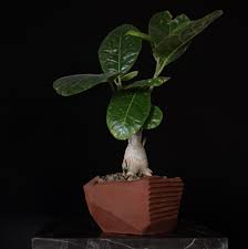 Image result for Fockea multiflora