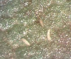 Image result for Calepitrimerus vitis