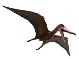 Cearadactylus is a genus of large anhanguerid pterodactyloid pterosaur from the romualdo the name refers to the brazilian state ceará, and combines this with greek daktylos, finger, a reference. Cearadactylus Alchetron The Free Social Encyclopedia