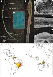 Image result for Thomandersia laurentii