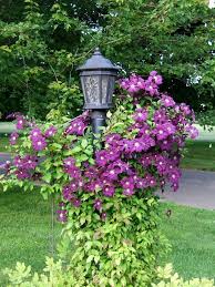 Groups a, b, and c). Clematis Forum Late Winter Pruning Of Jackmanii Clematis Garden Org