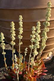 Image result for Kalanchoe glaucescens