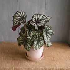 Image result for Begonia nyassensis