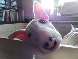 Discover names starting with k. 390 Female Dog Names That Start With K The Paws