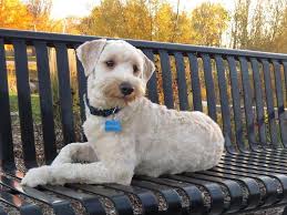 Bentley Will Welcome And Comfort Families At Lindsay Funeral Home Kawarthanow Funeral Home Kawartha Lakes Humane Society