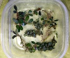 My Little Buce Collection Just Got A Big Boost Plantedtank