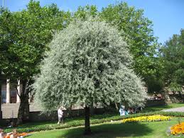 Bradford pear trees are popular landscape specimens, but seek sturdier alternatives. Weeping Silver Leaved Pear Pyrus Salicifolia Pendula Chew Valley Trees