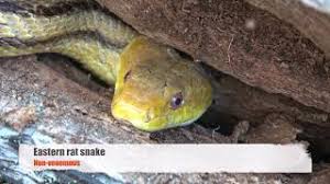Discover and share the best gifs on tenor. Why Do Snakes Flick Their Tongues Youtube