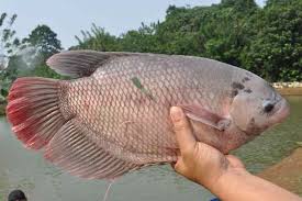 Ikan ini berukuran cukup besar sehingga satu ekor ikan bisa dinikmati untuk 5 sampai 7 orang. Yuk Kenali Jenis Jenis Ikan Gurami Artikel Pertanian Terbaru Berita Pertanian Terbaru