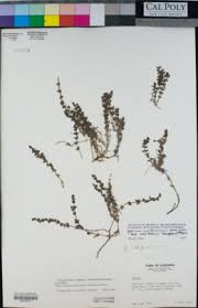 Image result for Galium chloroionanthum