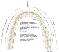 application of nomenclature tooth numbers l1 to l8