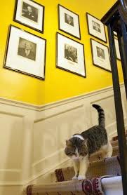 дейл карнеги How To Stop Worrying And Start Living 6 Unique Staircases In The Uk You Wish You Could Walk Over Battersea Dogs Tabby Cat Cats