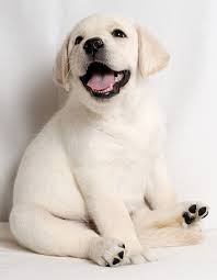 Black And White Labrador Retriever Puppies Happy Lab Puppy Labrador Retriever Puppies Labrador Retriever Labrador