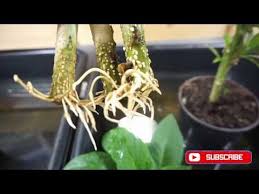 7 min read 7 min. Rooting Brugmansia Cuttings In Water Or Dirt Youtube Brugmansia Plant Cuttings Root
