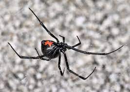 Being bit by a black widow was one of the most excruciating painful i immediately ran cold water over the bite squeezed out toward the tip of my the right leg is swollen the most, very tight skin and does hurt. Spider Bite Or Suspected Spider Bite Article The United States Army