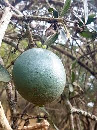 Image result for Strychnos henningsii