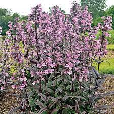 Penstemon 'midnight masquerade' is the latest improvement on the dark foliaged beardtongues. Honeycreek Nurseries